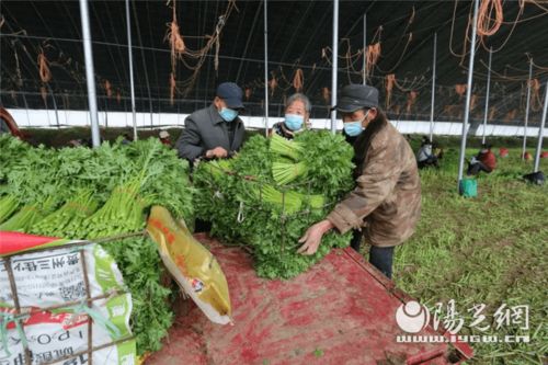 為民解難題 空港新城打通農產品銷路，助力農業種植新發展