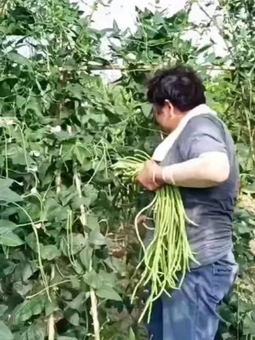 老農的豆角與水產 記錄真實的鄉村生活，傳遞正能量