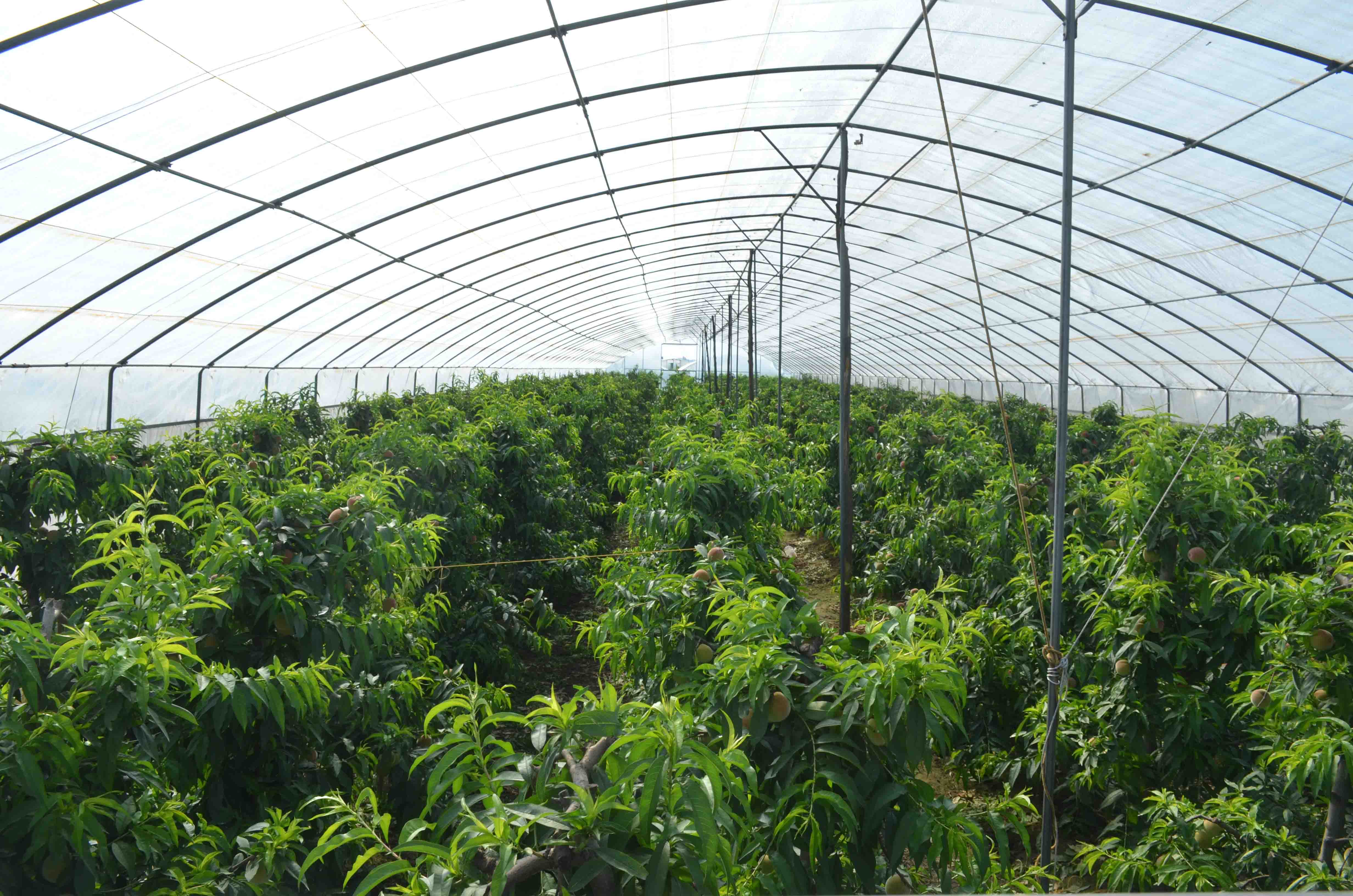 陜西周至 大棚桃香飄四方，特色種植激活鄉村經濟新引擎