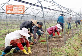 周寧實踐 土地流轉激活特色農業與水產養殖，鋪就農民增收新路徑