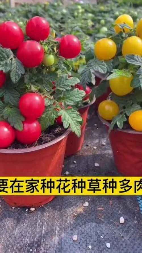 從種子到餐桌 家庭種植小番茄，打造優質農產品新體驗